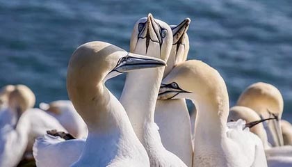 kaiyun官方入口登录-维达德卡萨布兰卡球员伤愈复出，助力球队冲击冠军，卡萨布兰卡 kid