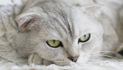 开云体育在线赛事直播-阿贾克斯惜败利物浦，无缘半决赛，阿贾克斯0_1利物浦