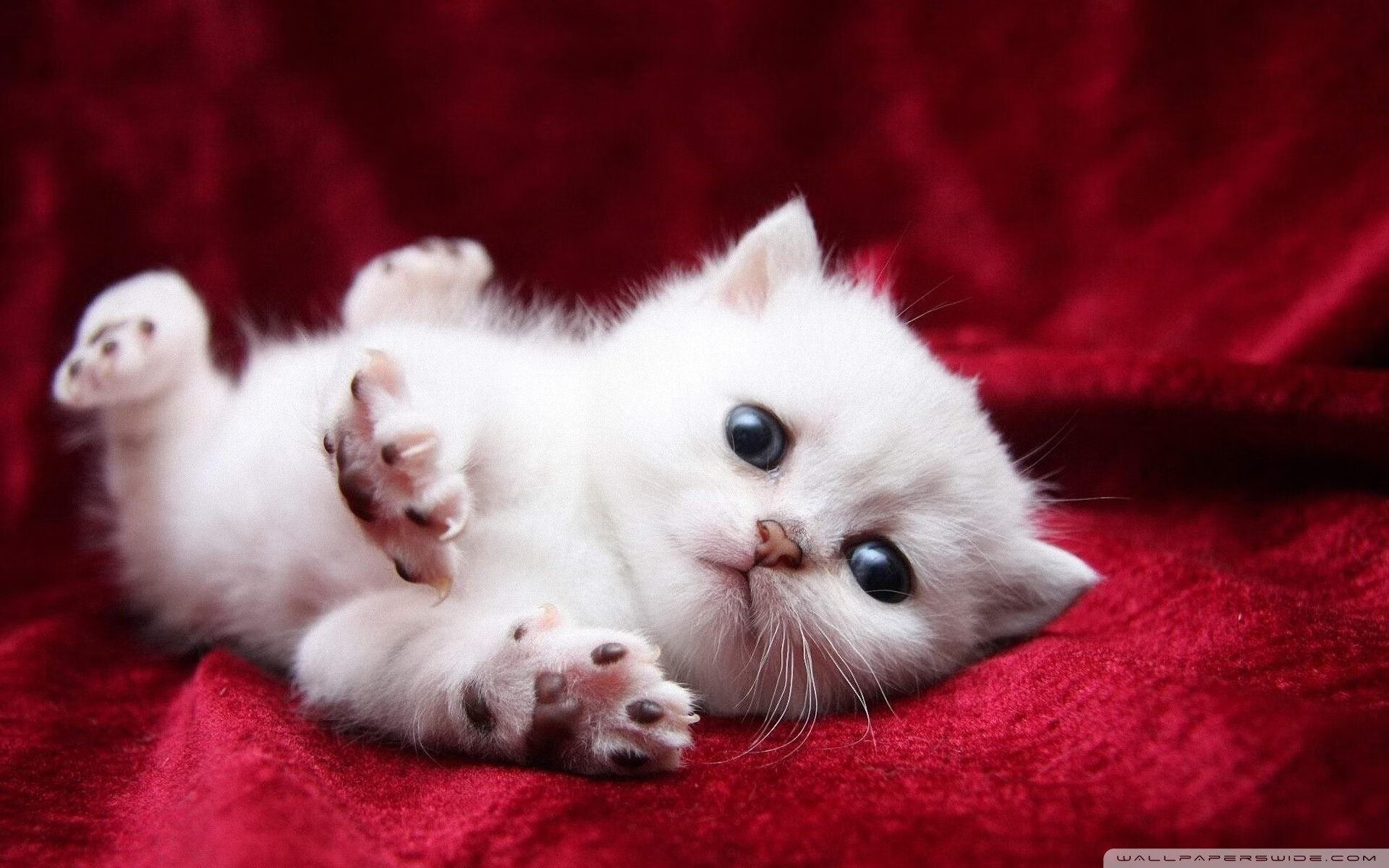 开云官网APP下载-_全球最高奖金额比赛：奖金与荣誉双丰收_，世界最高奖金