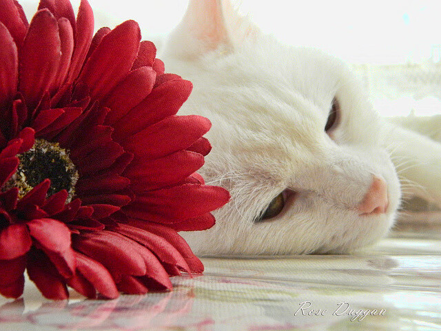 _爵士队战略调整,战术多变收获佳绩_,爵士队伍