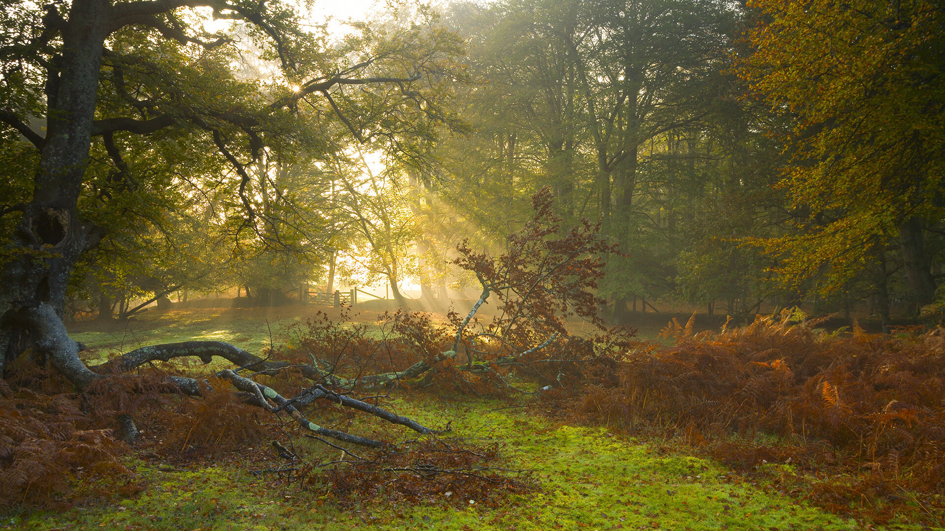 Kaiyun(中国)开云-_老鹰队新战术奏效，带来罕见胜利_，老鹰队百科