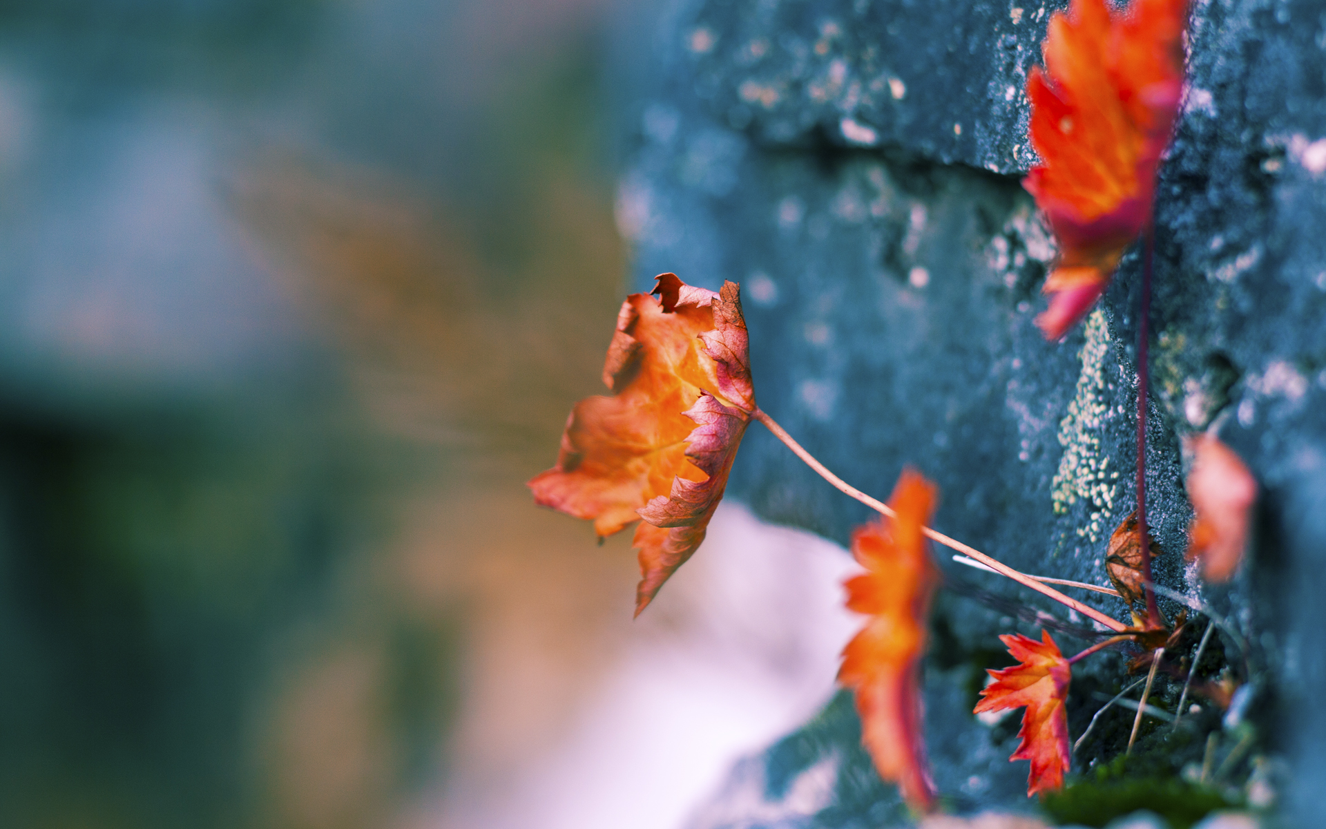 kaiyun登录入口-“中国足球产业链布局优化，融合创新提升竞争力”，中国足球产业发展现状