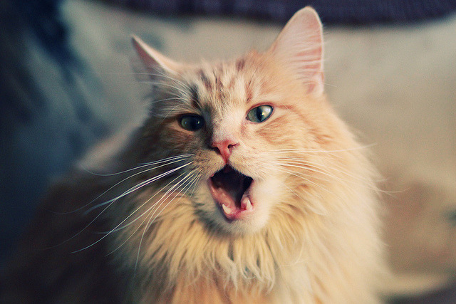 开云·体育官方网站入口-《巴黎人报》：荷兰女足在预选赛中与德国队激战，荷兰女足对巴西女足结果