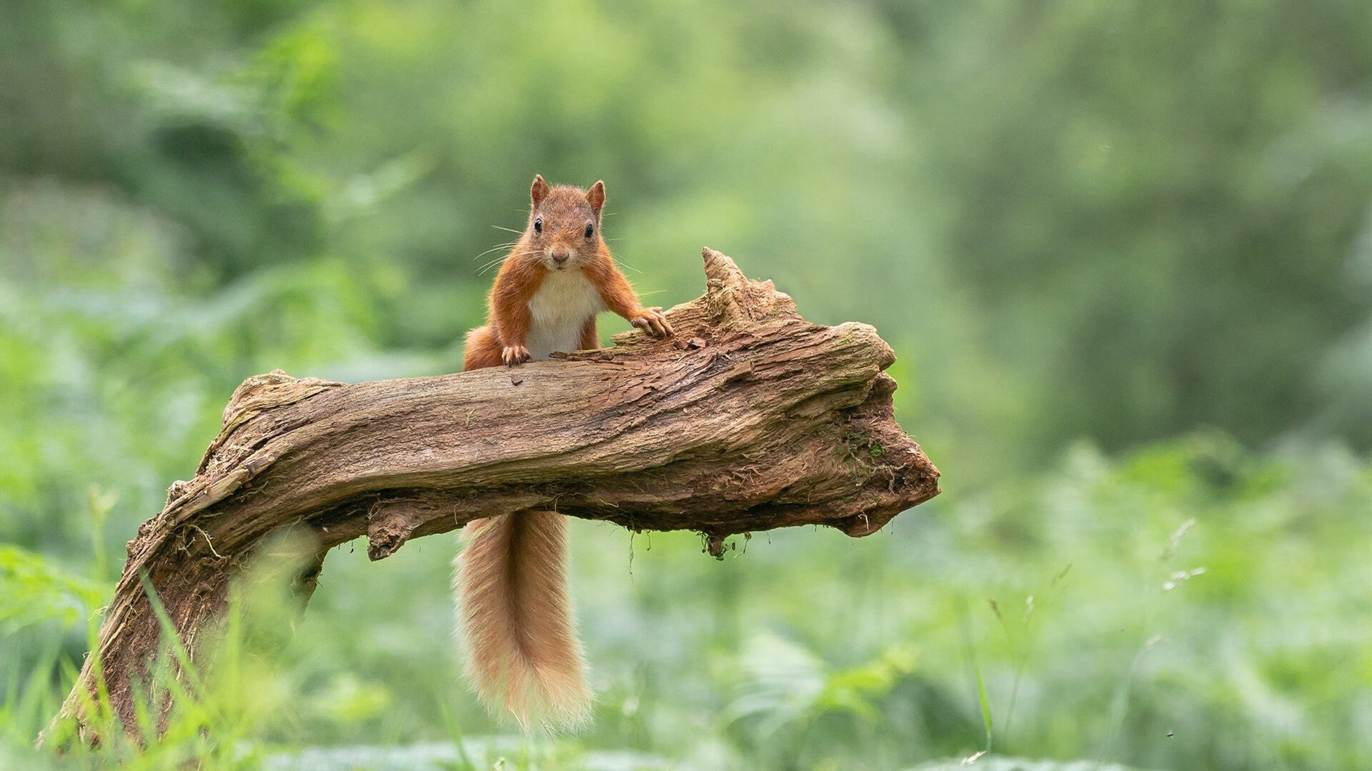 《顶级直播平台策略：如何吸引更多粉丝？》，这样直播才吸引人