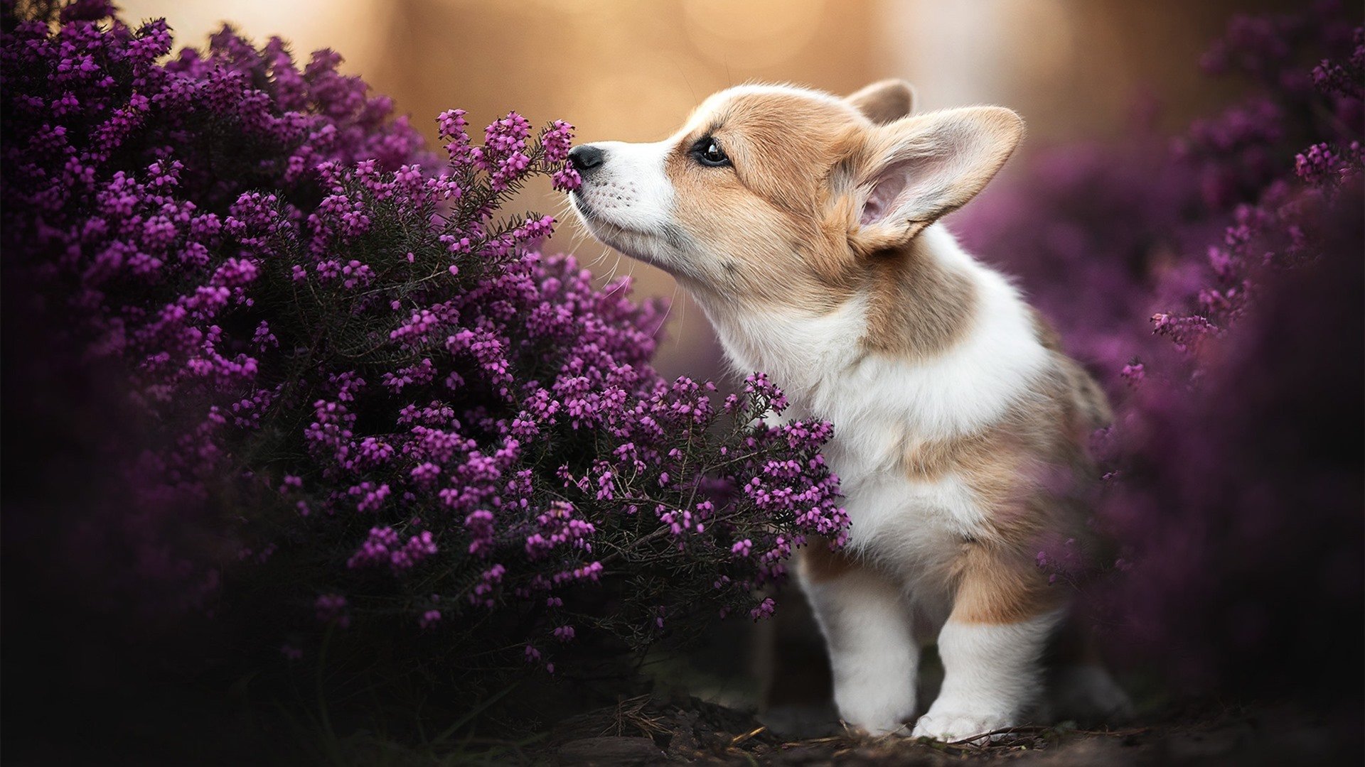 新疆飞虎主场负于辽宁,遭遇两连败,新疆飞虎男篮最新名单