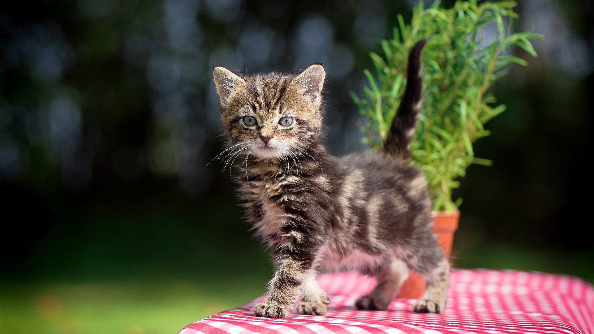 开云官方网页登录-莱斯特城青训新秀崭露头角，备受球迷瞩目，莱斯特城队员名单