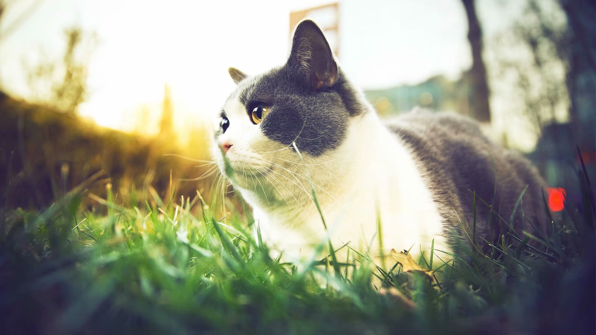 开云官网首页-外教执教内容未与本土足球哲学融合，全外教足球训练营招生啦2018年8月22日