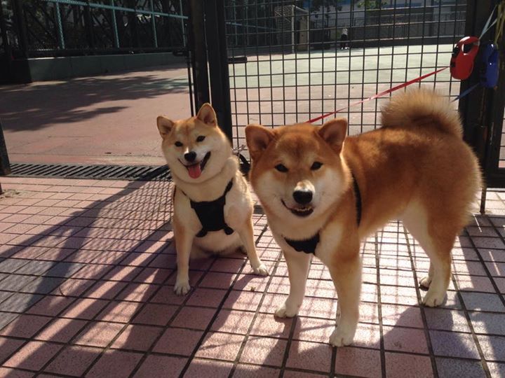 开云官网在线-明星球员复出带动票房增长，球员复出文案