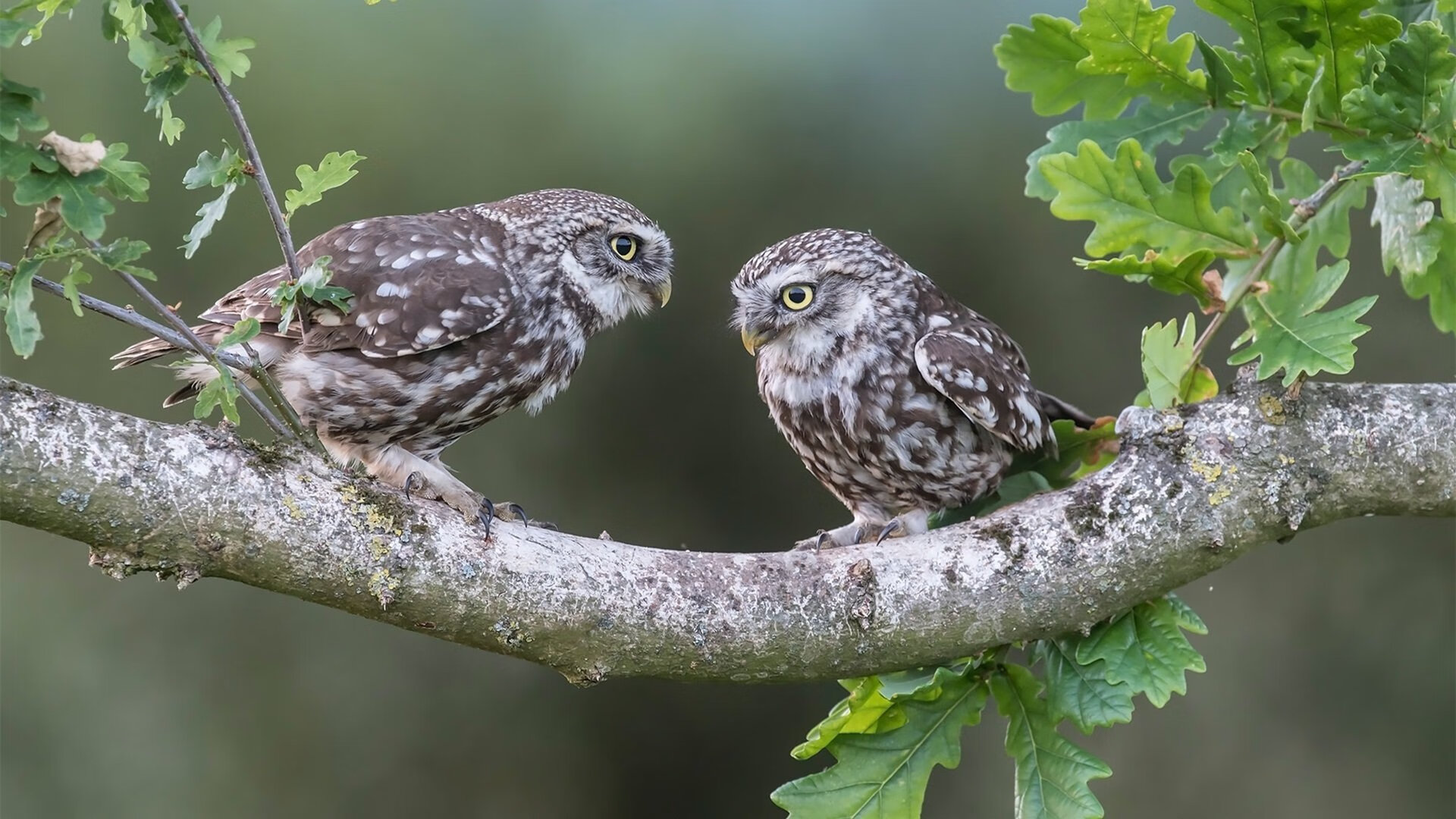 开云·Kaiyun网页版-“马科斯·梅特罗的领导能力，带领阿根廷美洲狮队取得历史性突破”