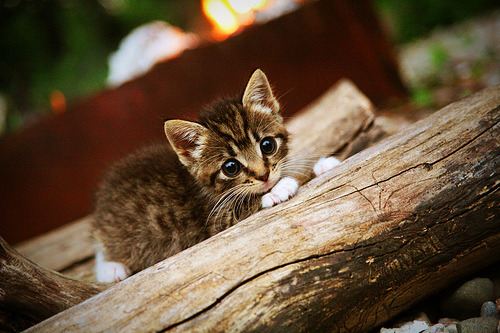 开云网页版-亚运会吉祥物正式发布，亚运会吉祥物正式发布于哪一年