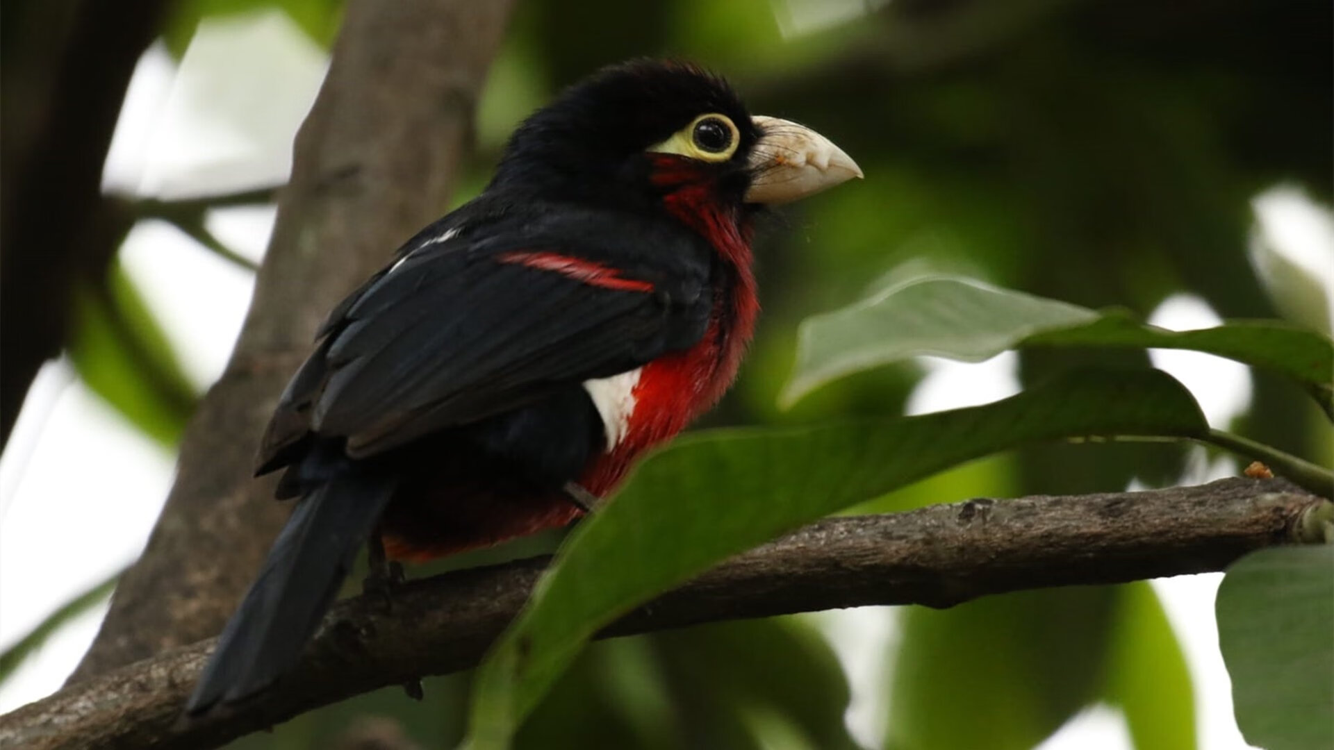 kaiyun开云·官方网站-拉文快攻连得六分打停对手，拉文打球厉害吗