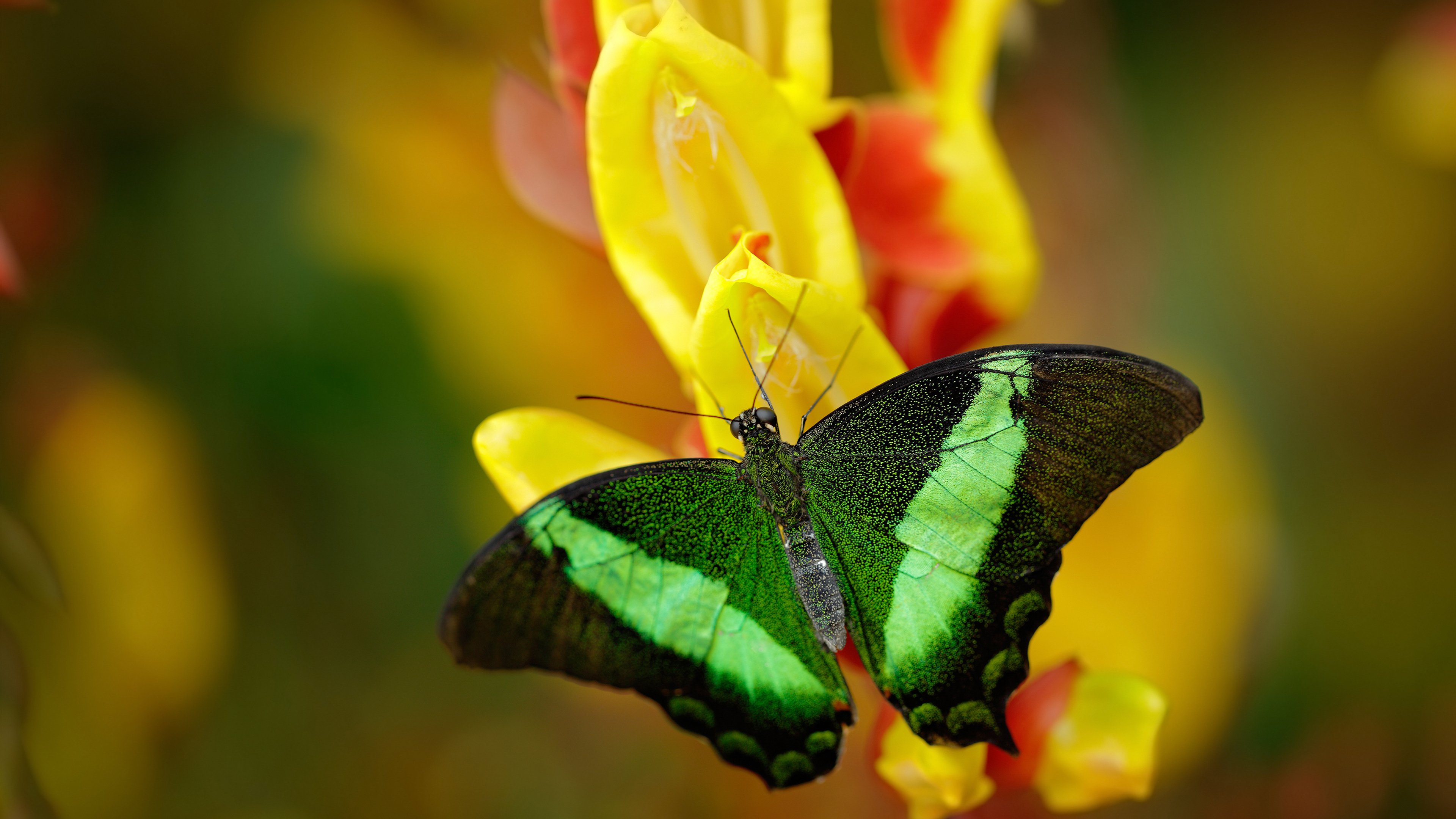 开云体育APP下载-线上虚拟足球比赛吸引全球数百万玩家，电竞结合持续升温，虚拟足球怎么玩法介绍